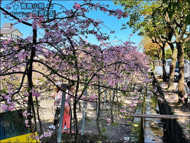 宜蘭賞櫻私房景點》走入粉紅垂櫻隧道，千棵枝垂櫻等你來拍照 @青青小熊＊旅遊札記