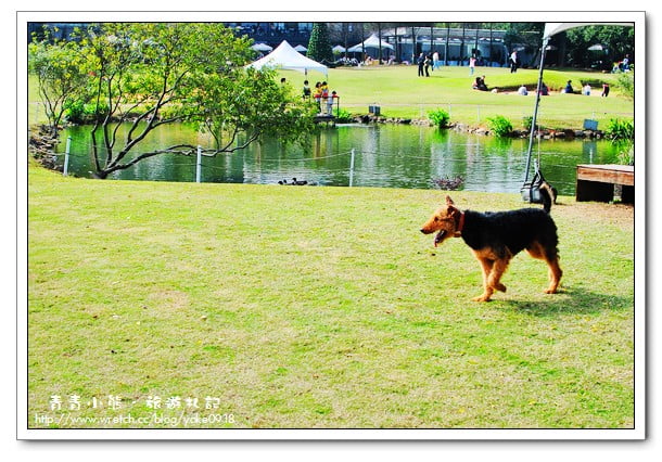 [桃園景觀餐廳]遛狗的好去處．綠風草原餐廳 @青青小熊＊旅遊札記