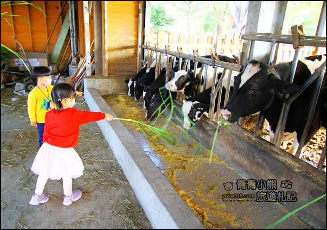 彰化景點》泳霖牧場．免費入園~可以餵小牛互動體驗，還有好吃的乳製品 @青青小熊＊旅遊札記