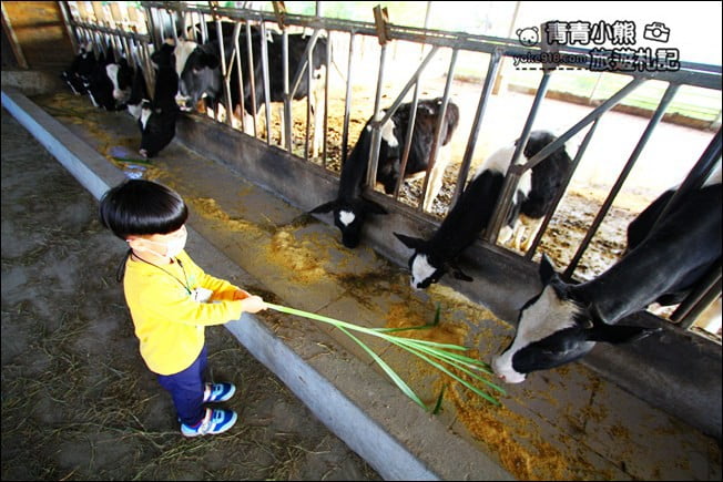 彰化景點》泳霖牧場．免費入園~可以餵小牛互動體驗，還有好吃的乳製品 @青青小熊＊旅遊札記