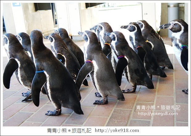 長崎旅遊》長崎企鵝水族館．企鵝遊行/餵食秀體驗~超好玩 @青青小熊＊旅遊札記