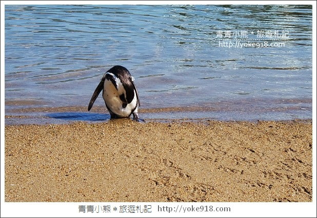 長崎旅遊》長崎企鵝水族館．企鵝遊行/餵食秀體驗~超好玩 @青青小熊＊旅遊札記