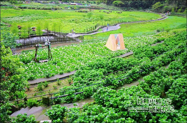 台北景點》名陽匍休閒農莊．來去陽明山賞海芋、還有唯美小木屋、盪鞦韆 @青青小熊＊旅遊札記