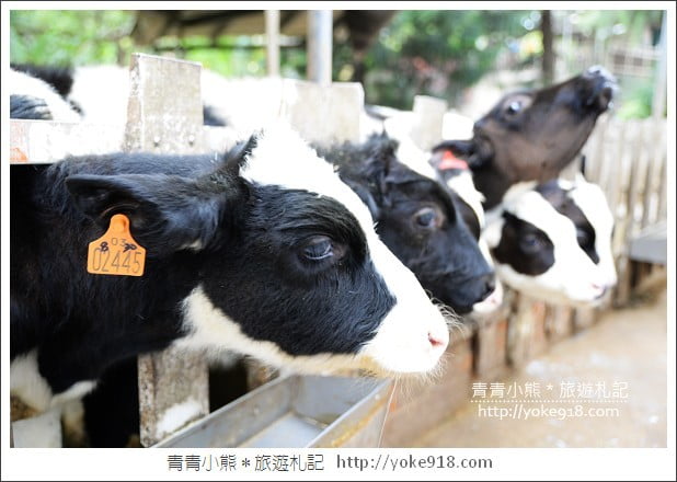 四方牧場》苗栗親子景點推薦．牧場裡餵小牛/吃牛奶鍋 @青青小熊＊旅遊札記