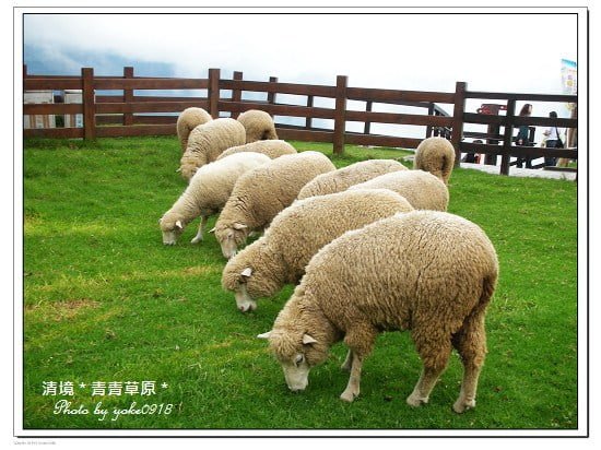 過年何處去》羊年旅遊景點推薦．一起來找羊咩咩玩耍去 @青青小熊＊旅遊札記