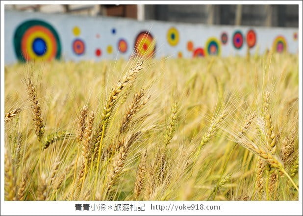 平鎮小麥田》桃園也有金黃的小麥田～季節限定麥田 @青青小熊＊旅遊札記