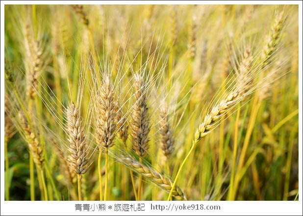 平鎮小麥田》桃園也有金黃的小麥田～季節限定麥田 @青青小熊＊旅遊札記