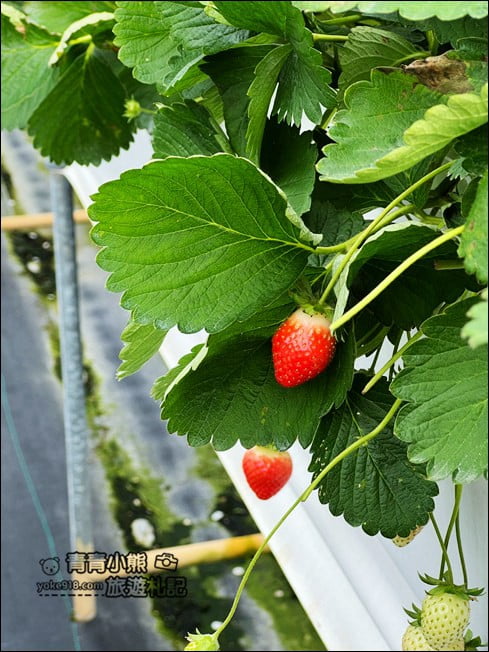 苗栗大湖新景點》紅色琉璃瓦草莓園 &#038; suhu cafe．結合咖啡廳跟草莓園的新亮點 @青青小熊＊旅遊札記