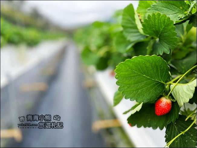 苗栗大湖新景點》紅色琉璃瓦草莓園 &#038; suhu cafe．結合咖啡廳跟草莓園的新亮點 @青青小熊＊旅遊札記
