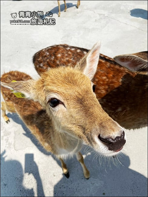 屏東小琉球景點》鹿粼梅花鹿生態園區．來找可愛的小鹿，網美必拍亮點 @青青小熊＊旅遊札記