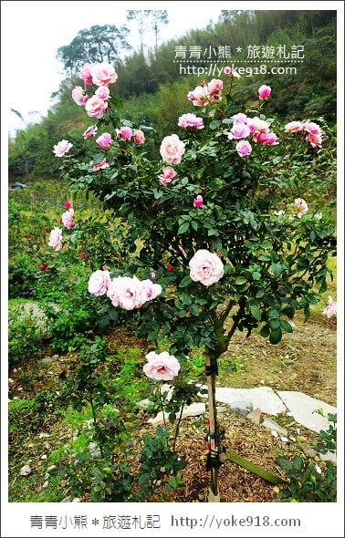 大溪下午茶》桃園玫瑰山谷．在充滿玫瑰花的咖啡廳裡享受下午茶時光 @青青小熊＊旅遊札記