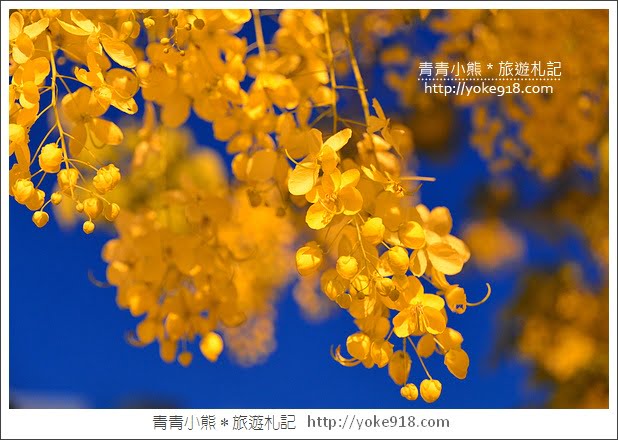 台南阿勃勒花季》這一季的絢爛～美麗的阿勃勒黃金雨登場 @青青小熊＊旅遊札記