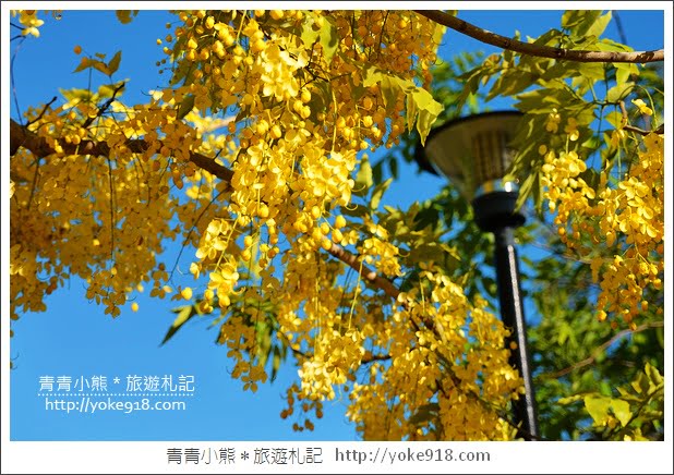 台南阿勃勒花季》這一季的絢爛～美麗的阿勃勒黃金雨登場 @青青小熊＊旅遊札記