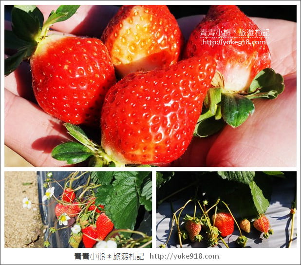 苗栗採草莓景點》苗栗和其它縣市推薦草莓園~冬天就是要甜蜜蜜吃草莓 @青青小熊＊旅遊札記