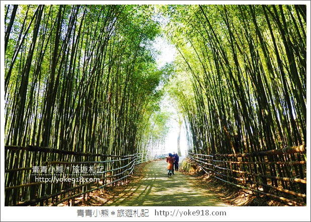 苗栗泰安景點》烏嘎彥竹林．台版小京都~美麗的竹林隧道就在這 @青青小熊＊旅遊札記