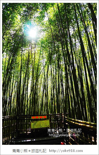 苗栗泰安景點》烏嘎彥竹林．台版小京都~美麗的竹林隧道就在這 @青青小熊＊旅遊札記