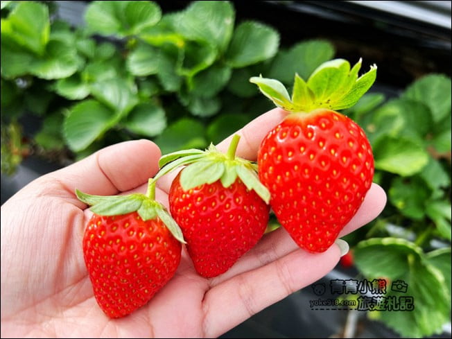 苗栗景點》幸福菓子高架草莓園．大湖草莓園推薦~高架草莓這裡採 @青青小熊＊旅遊札記