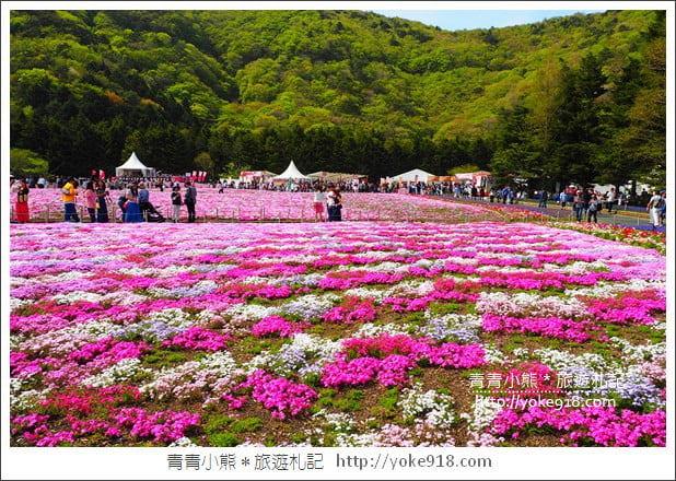 日本河口湖景點》富士芝櫻祭．絕美的芝櫻花海~4~5月粉墨登場 @青青小熊＊旅遊札記