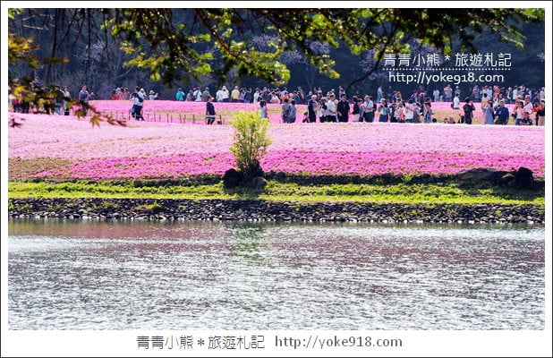 日本河口湖景點》富士芝櫻祭．絕美的芝櫻花海~4~5月粉墨登場 @青青小熊＊旅遊札記