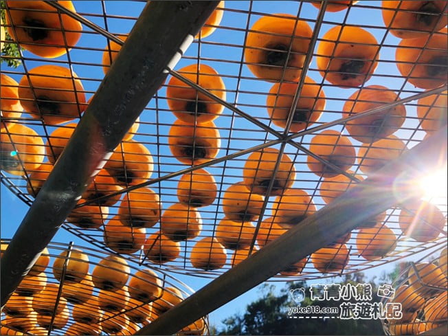 新竹景點》金漢柿餅教育園區．免門票景點~秋天最美的色彩，黃澄澄柿子紅了 @青青小熊＊旅遊札記