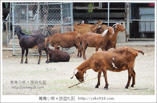 台南景點》樹谷農場．親子同遊景點~來這餵小動物/騎馬當小牛仔 @青青小熊＊旅遊札記
