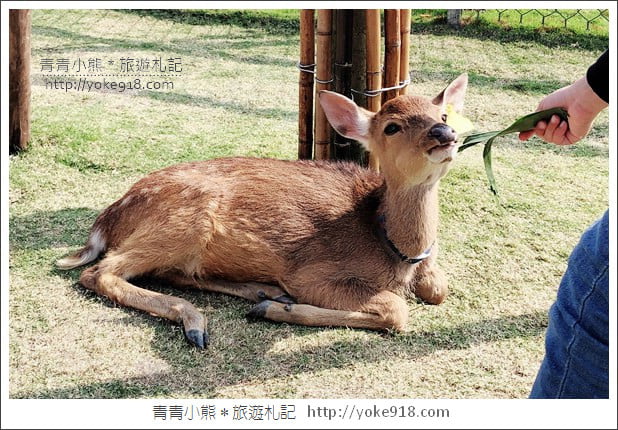 宜蘭新景點》張美阿嬤農場．超可愛梅花鹿~可以近距離接觸餵食 @青青小熊＊旅遊札記
