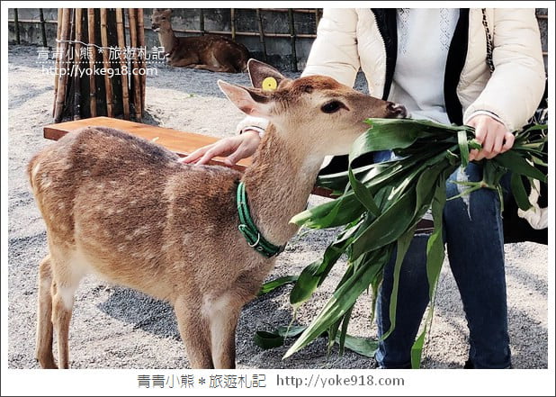 宜蘭新景點》張美阿嬤農場．超可愛梅花鹿~可以近距離接觸餵食 @青青小熊＊旅遊札記