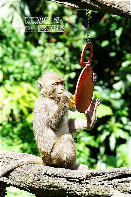 台中大坑景點》郭叔叔獼猴生態區．來去看猴子~觀察野生獼猴 @青青小熊＊旅遊札記