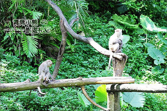 台中大坑景點》郭叔叔獼猴生態區．來去看猴子~觀察野生獼猴 @青青小熊＊旅遊札記