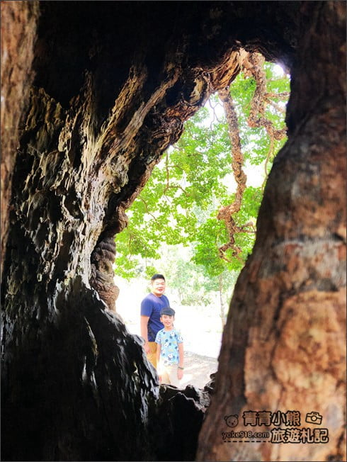南投景點》看見臺灣茄苳樹公．從樹洞中找台灣，屹立不搖300年的樹爺爺 @青青小熊＊旅遊札記