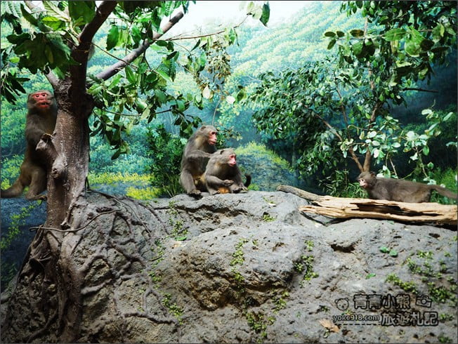南投景點》集集親子景點~特有生物研究保育中心．充滿驚喜的臺灣物種博物館 @青青小熊＊旅遊札記