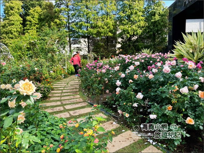 桃園景點》楊梅雅聞魅力博覽館．北部最美的玫瑰花園還有浪漫的落羽松 @青青小熊＊旅遊札記