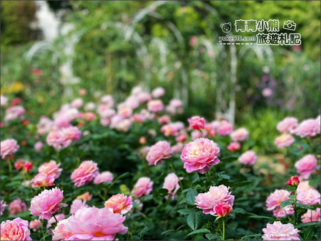 桃園景點》楊梅雅聞魅力博覽館．北部最美的玫瑰花園還有浪漫的落羽松 @青青小熊＊旅遊札記