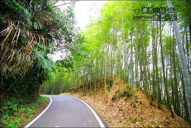嘉義景點》梅山竹林綠色隧道．彷彿置身在日本京都嵐山的竹林之道 @青青小熊＊旅遊札記