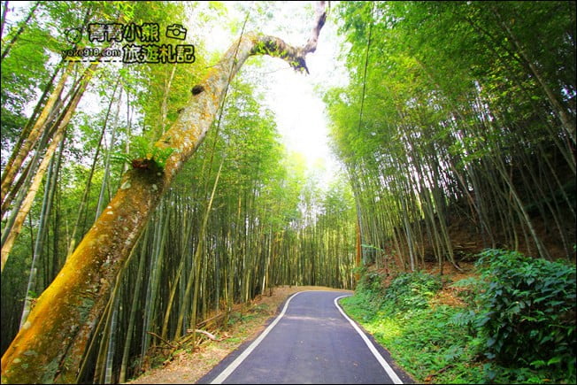 嘉義景點》梅山竹林綠色隧道．彷彿置身在日本京都嵐山的竹林之道 @青青小熊＊旅遊札記