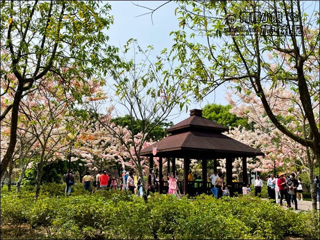雲林景點》古坑服務區也有超美的花旗木~媲美櫻花的粉嫩花海 @青青小熊＊旅遊札記