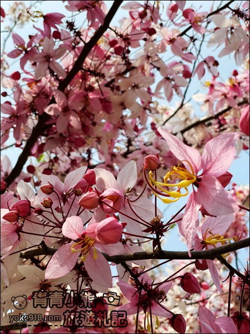 雲林景點》古坑服務區也有超美的花旗木~媲美櫻花的粉嫩花海 @青青小熊＊旅遊札記