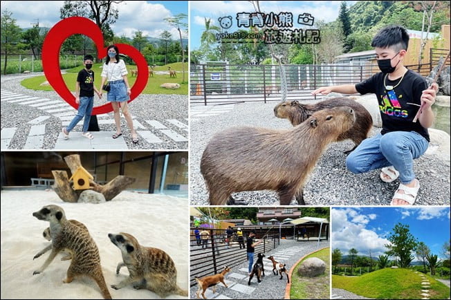 宜蘭新景點》鹿爺爺．有狐獴一家人，還可以近距離跟水豚一起玩 @青青小熊＊旅遊札記