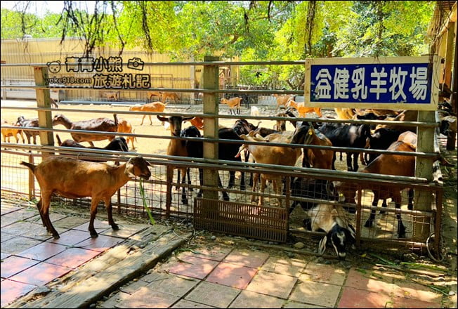 台中景點》益健乳羊牧場好多羊咩咩，免門票輕鬆餵小動物 @青青小熊＊旅遊札記