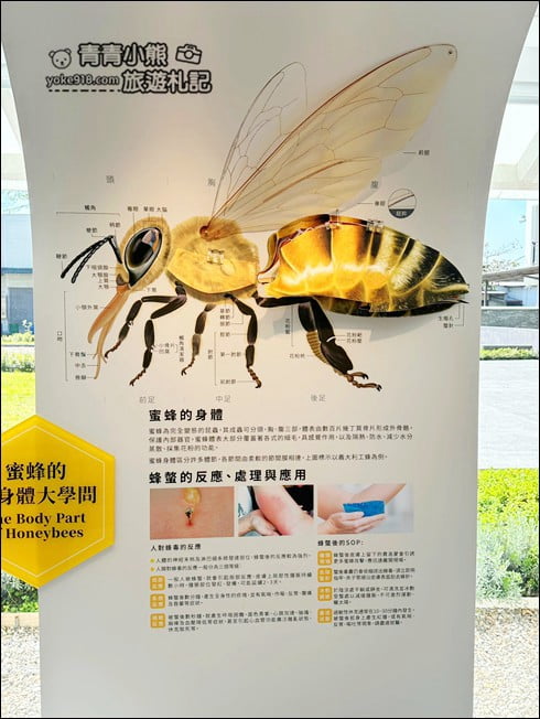 南投新景點》賴爺爺蜜蜂小森林，巨大蜜蜂罐好好拍，來找可愛的小蜜蜂們 @青青小熊＊旅遊札記