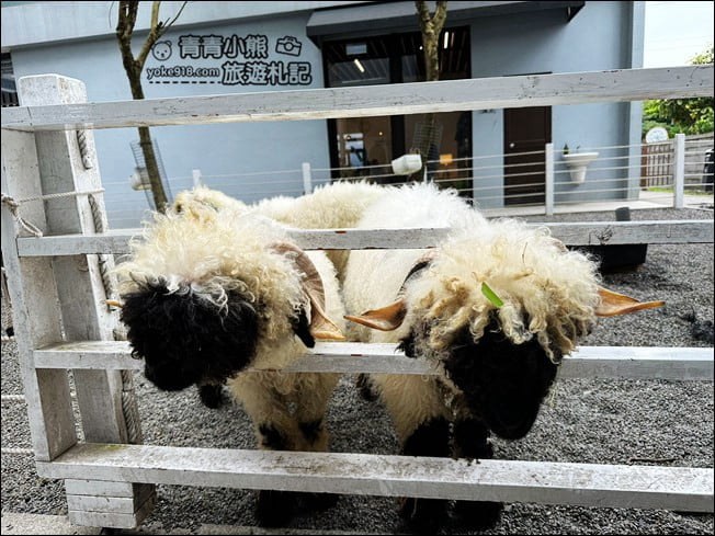 宜蘭新景點》黑RURU CAFE．來找黑嚕嚕的笑笑羊拍照去 @青青小熊＊旅遊札記