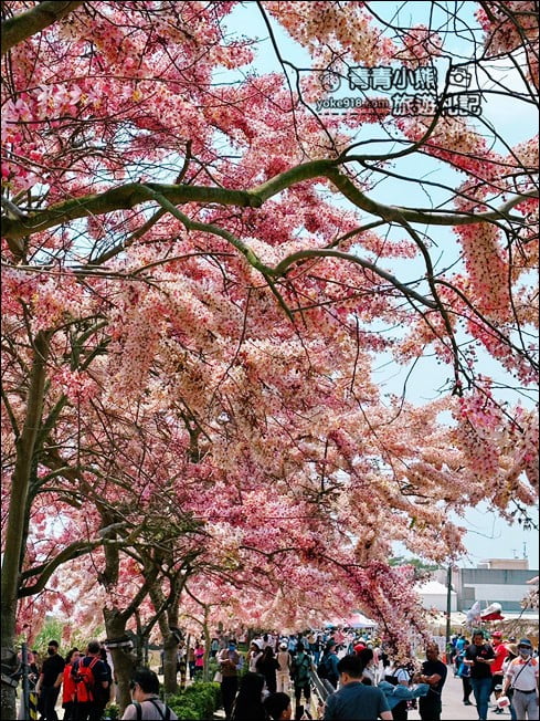 台南景點》西港金砂里花旗木，粉紅色花旗木爆炸盛開~就像滿滿的仙女棒 @青青小熊＊旅遊札記