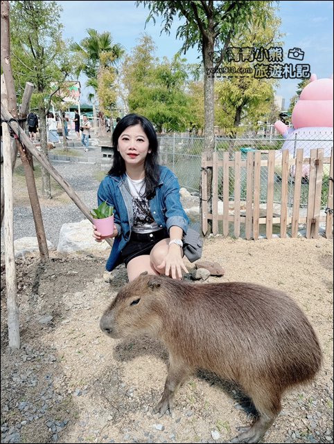 宜蘭新景點》星夢森林劇場動物樂園~來找會握手的水豚君，太可愛太療癒 @青青小熊＊旅遊札記