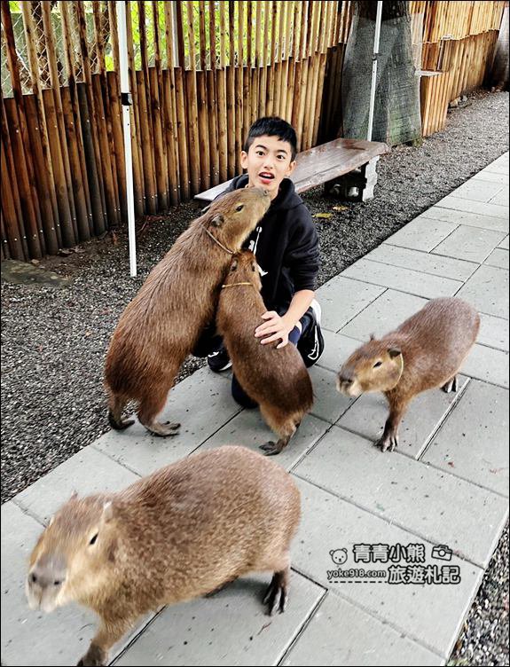 宜蘭新景點》水岸森林物語~可愛動物園區，療癒水豚君、熊貓羊,可以抱抱的笑笑羊 @青青小熊＊旅遊札記