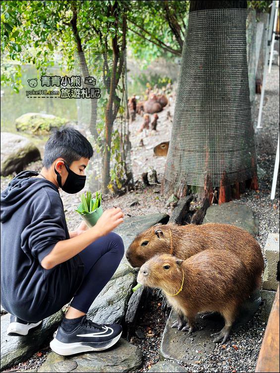 宜蘭新景點》水岸森林物語~可愛動物園區，療癒水豚君、熊貓羊,可以抱抱的笑笑羊 @青青小熊＊旅遊札記